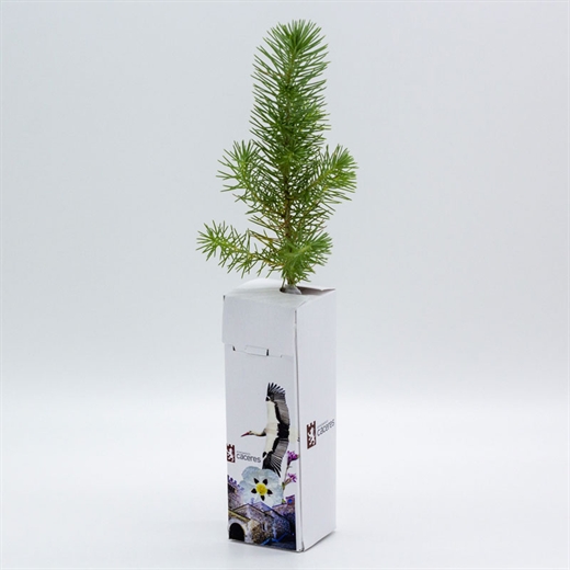 Arbolito Personalizado | Núcleo de ideas